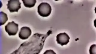 Krvi hematopoeza