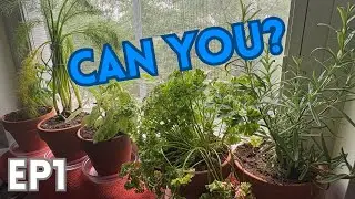 Windowsill Garden EP1 - Planting
