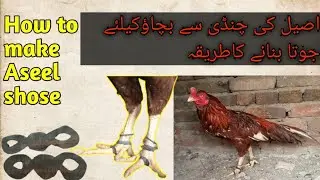 How to make aseel shoes _ Aseel ko Chandi se bachany ka asan tarika by WB Aseel And Birds