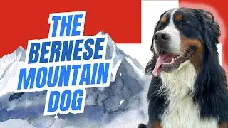 The Bernese Mountain Dog