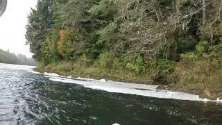 Big coho