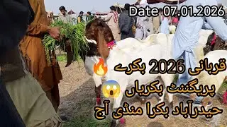 Hyderabad Bakra Mandi Today 2026 | Qurbani Goats | Pregnant & Baby Goats Prices
