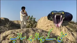 Yogi  caught a deadly snake on mud spring | snake world 