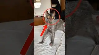Top 5 Cats With the Weirdest Fur Patterns #WeirdCats #CatPatterns #UniqueCats #CatShorts #ViralCats