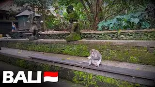 POV: Bali, Indonesia Walking Tour Highlights | Indonesia Virtual Tour