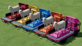 COLOURS OF SHEEP AND TRUCKS TRANSPORTING IN FS22!!