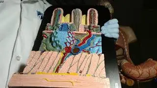 Anatomy of the intestinal wall . Microscope structure of the villi