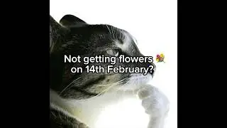 no Flowers on Valentines day?