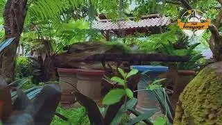 Cafe kemuning ngargoyoso