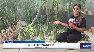 Telemundo Nebraska at Lauritzen Gardens