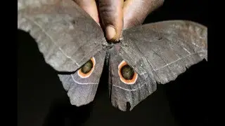 Light trap in Nyasoso, Cameroon
