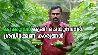 കുക്കുമ്പർ കൃഷി ചെയുമ്പോൾ ശ്രദ്ധിക്കേണ്ട കാര്യങ്ങൾ  | Tips for growing Cucumber