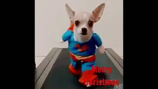 Funny animals 😃 Dog 🐕 Puppy 🐶 Christmas 🎄 #shorts #youtubeshorts #short