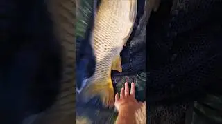 Takie cudo dzisiaj zrobiłem mam nadzieję że się podoba🫡 #fishing #fish #carpfishing #carp