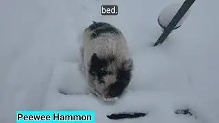 Peewee Hammon is a bed hog according to the dogs...