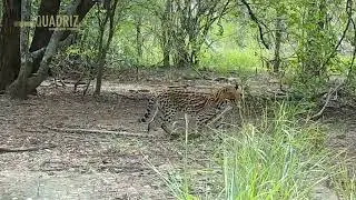 Ocelot caught on camera in Paraguayan Chaco's forest (REDD+)