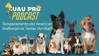 Temperamento del American Staffordshire Terrier AmStaff ‐