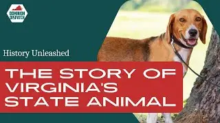 Discover Virginia's State Animal: The American Foxhound 🐶