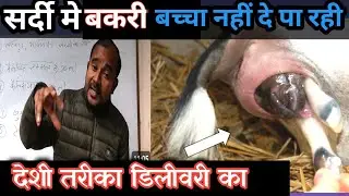 Sardi Me Bakri Baccha Nahi De Pa Rahi, Kaise Karaye Delivery |