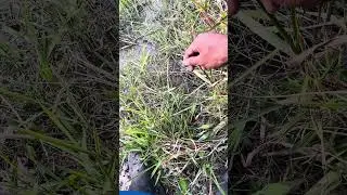 Mancing belut cara paling mudah. #fishing #angler