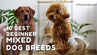 10 Best Mixed Dog Breeds for Beginners #dogbreeds #mixeddog #puggle #jackapoo #labradoodles