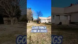 Tree Removals Around Structures - Timelapse #treeservice #arborist
