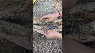 Traditional Snail Harvesting &ndash; A Natural Farming Method