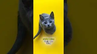 Top 5 Independent Cats You&rsquo;ll Love!