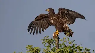 Europese zeearend - white-tailed eagle