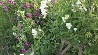 Luton Hoo Gardens