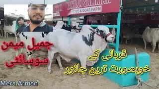 Bakra Eid Season 2024 | First Mandi Vlog | Jameel Memon Society