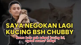 Kali ini saya negokan Kucing BSH Kualitas TOP, untuk kamu yang pengen adopsi buruan cepet-cepetan!