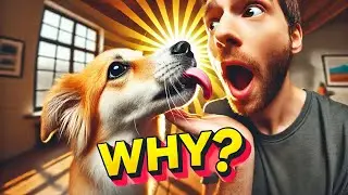 Why Do Dogs Lick? Uncover the Shocking Truth!