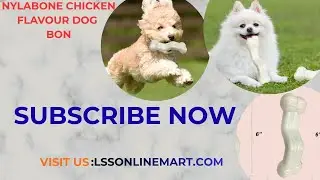 Nylabone Chicken Flavor Dog Bone Review | Best Long-Lasting Chew Toy?