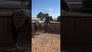 ПРОДАЕТСЯ эта яркая кобылка готова к старту 💪 #happy #aphc #horsesforsale #oklahoma #groundwork