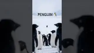 The viral penguin🐧 story | but why penguin🐧?