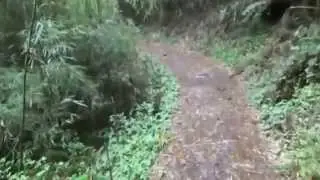 The Forest Trail to Varsey