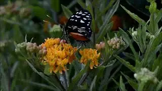 Butterfly Insect Nature Blossom Bloom Animal World No Copyright Video
