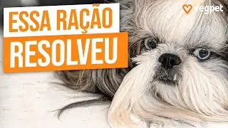 SHIH TZU COM ALERGIA | O Que Fazer
