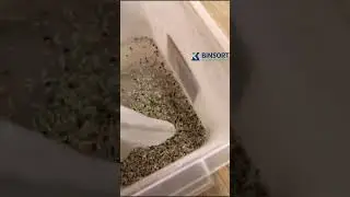 rice color sorting video with excellent low first reject