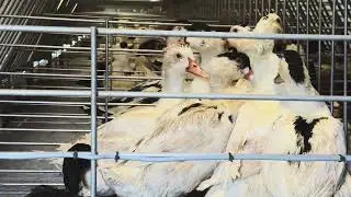 🐣💔 Stopp unn&ouml;tiges Tierleid