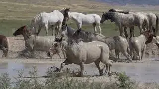 Stock Video - Wild horses covered in mud splashing through the water