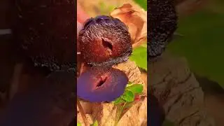 What Fruit is Reaping 🤔😳 #amazing #shorts #trending #shortsfeed