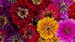 Zinnias & Classical Music | Garden Nature Video