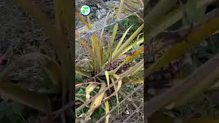 रेड पाइनएप्पल आपने कभी देखा था 🍍😱 Red Pineapple #shorts #indianfarmer