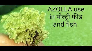 AZOLLA faraming
