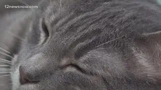 Keep the kittens! Beaumont Animal Care's Parvo outbreak bringing risk to other cats at the shelter