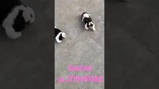#trending #dog #doglover #animals #india #instagram #reels