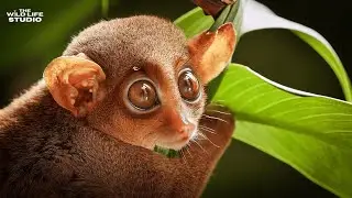 Tarsier: The Night Watcher of the Forest | Amazing Facts About Tarsiers