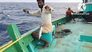 sea fish catching Torpedo scad fishing